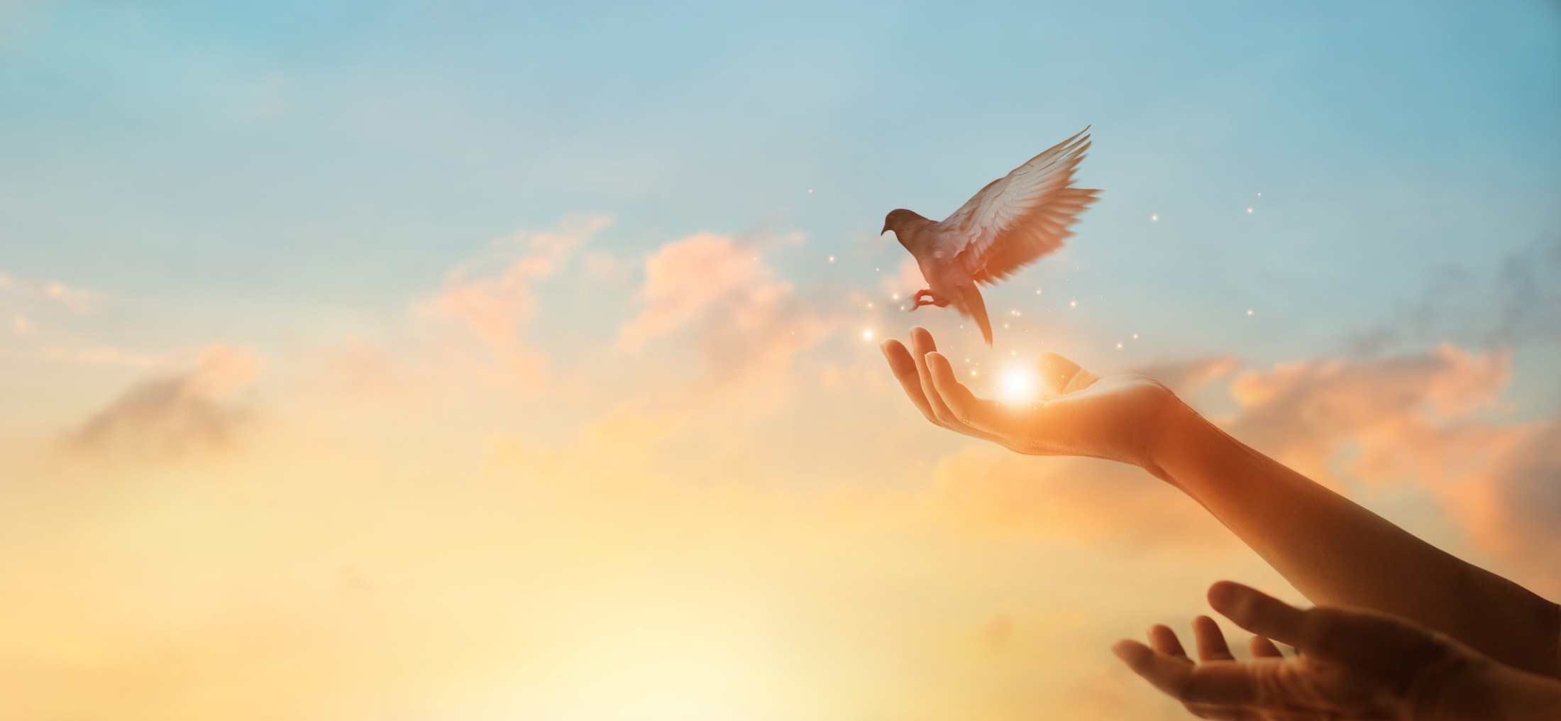 Woman praying and free bird enjoying nature on sunset background, hope concept